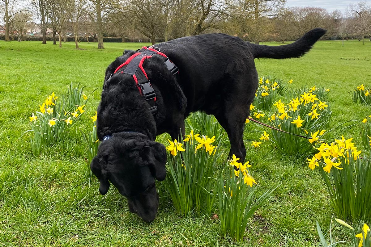 Aylesbury Dog Training