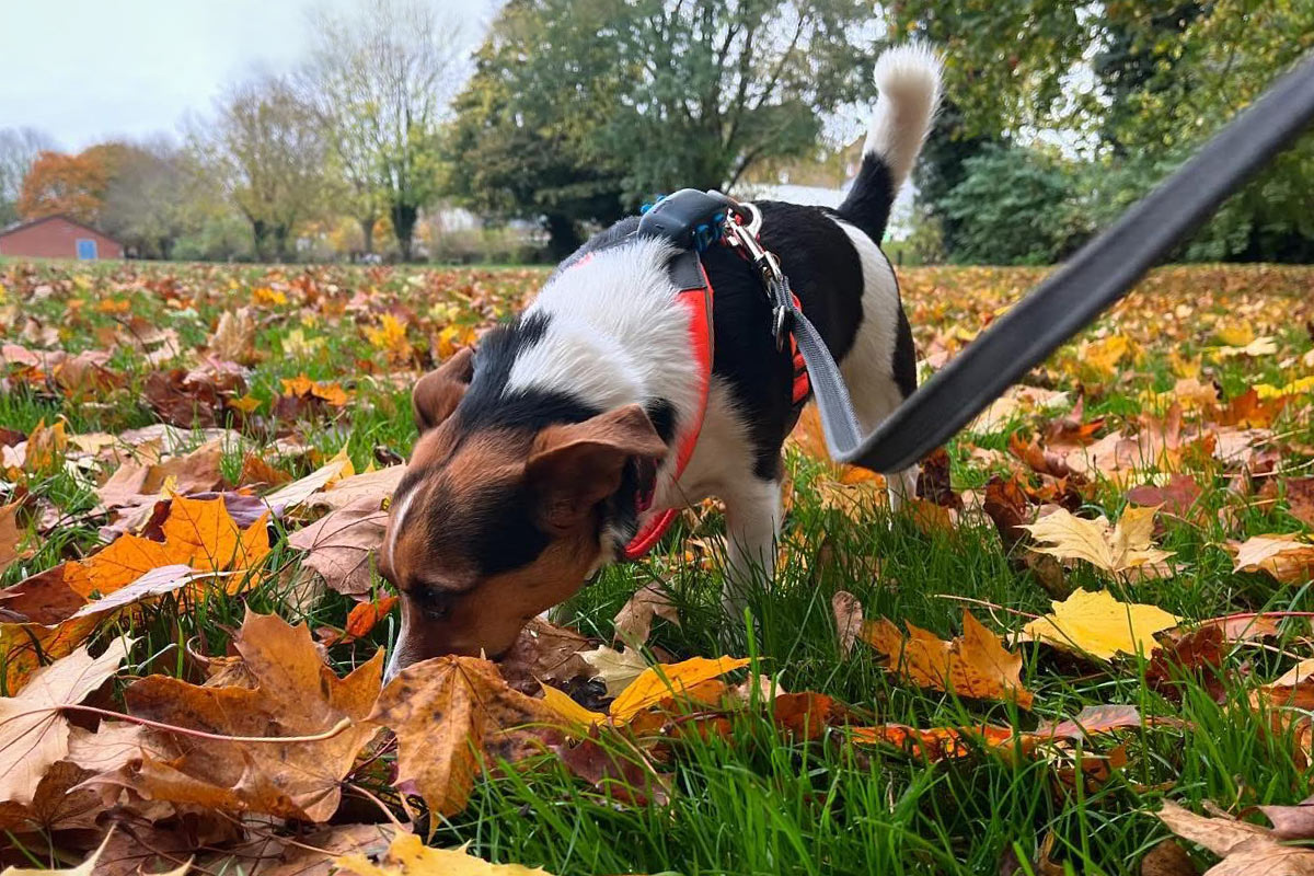 Dog Trainer Aylesbury