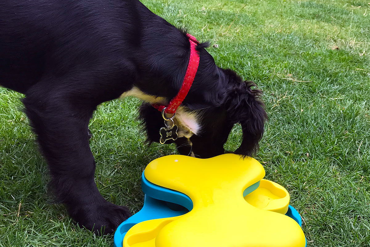 Aylesbury Dog Trainer