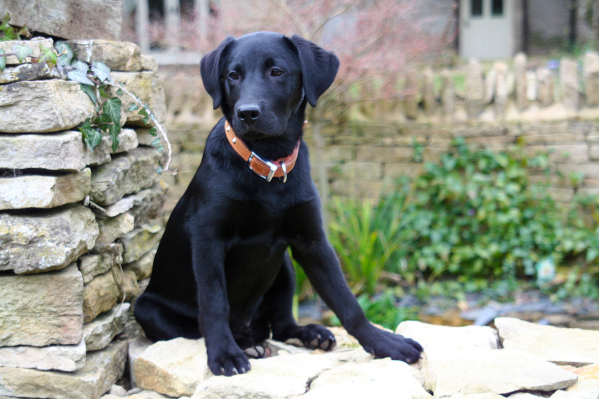 Aylesbury Puppy Trainer