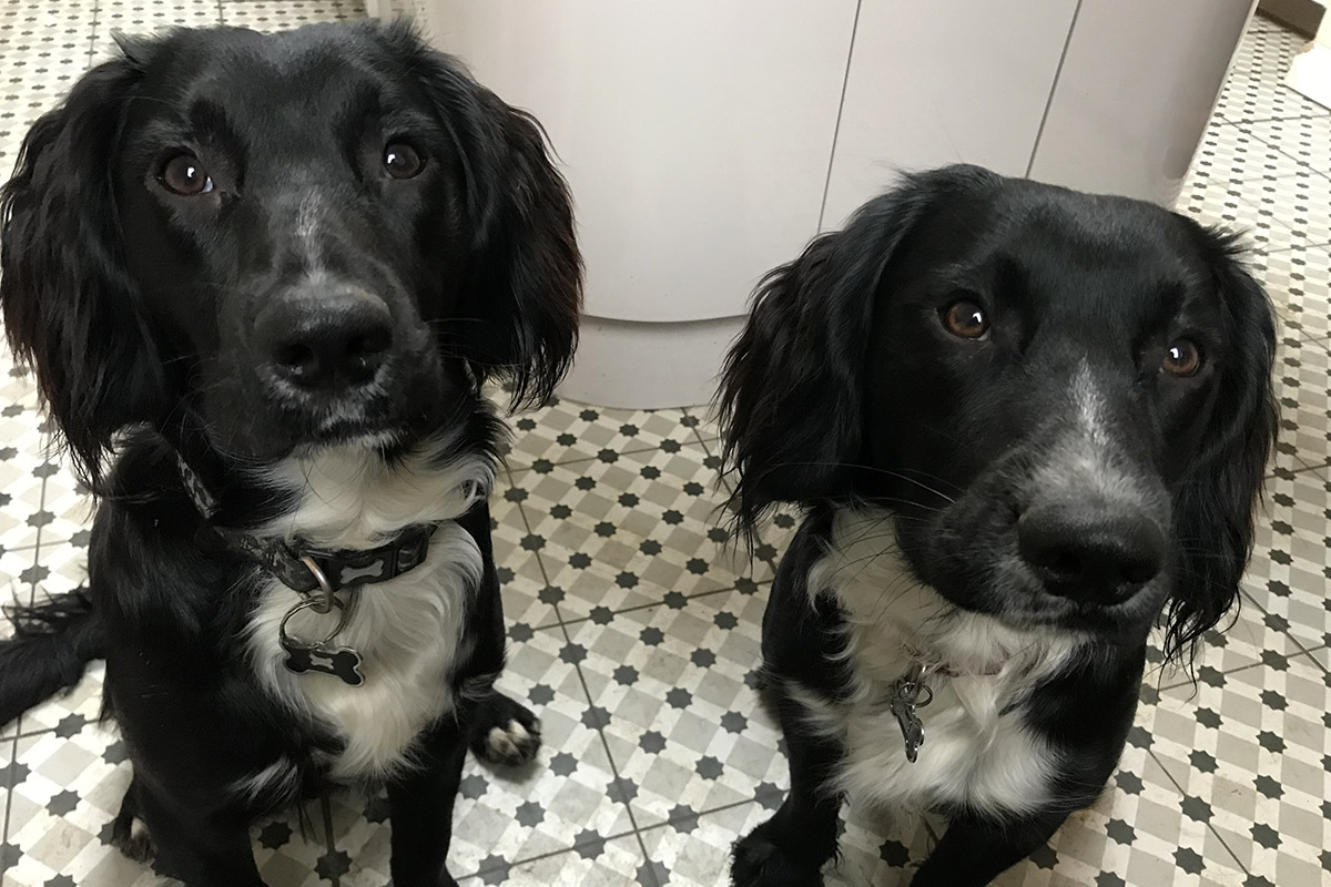 Solo Puppy Training Aylesbury