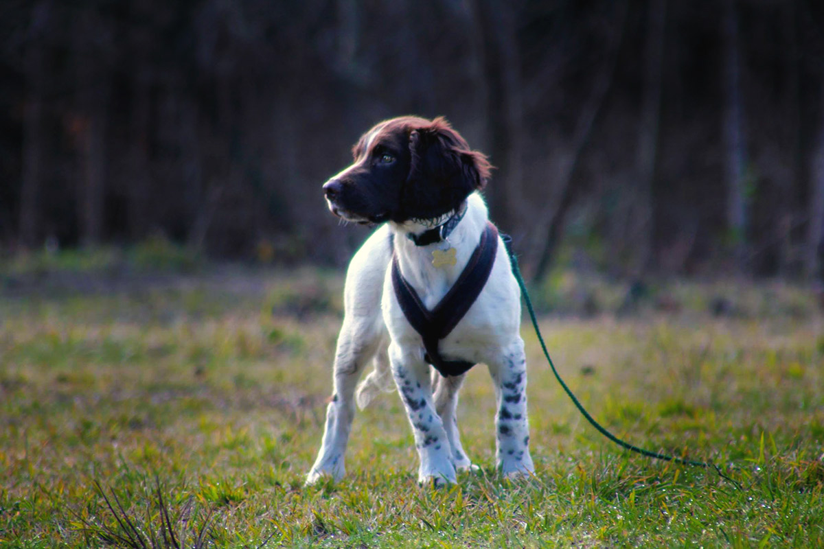 Puppy Trainer Aylesbury