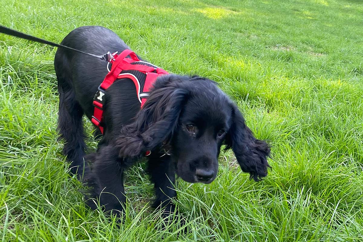 1-1 Puppy Training Aylesbury