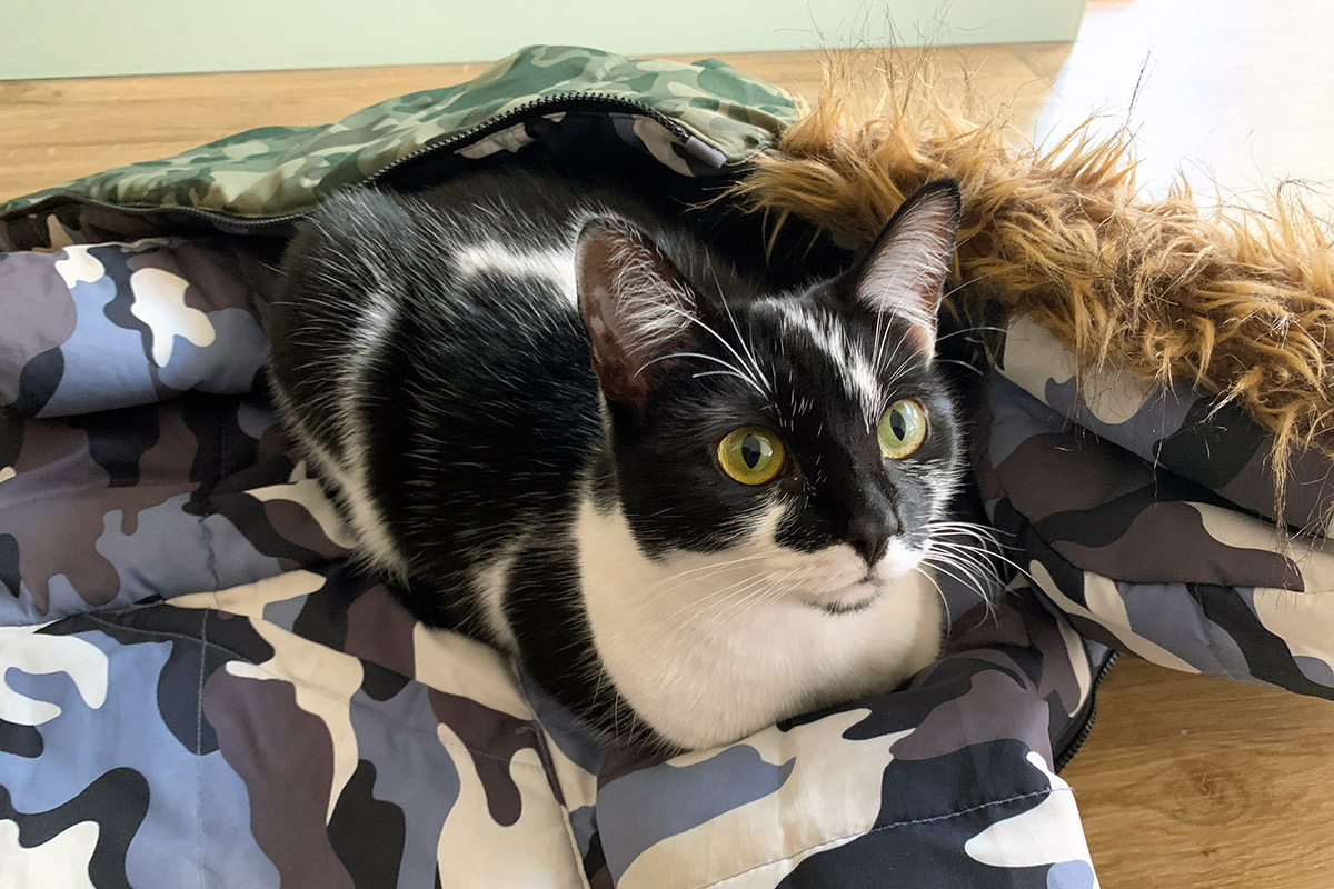 Aylesbury Pet Visiting Service