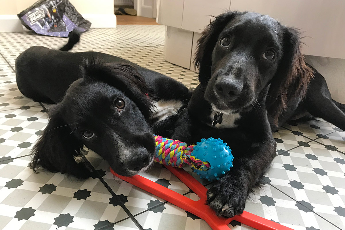 Aylesbury Puppy Training
